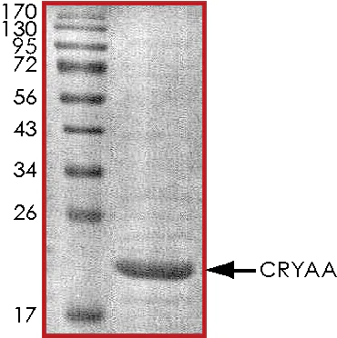 SDS-PAGE - Recombinant Human alpha A Crystallin/CRYAA protein (His tag) (AB268427)