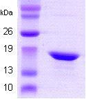 Recombinant Human Alpha B Crystallin protein