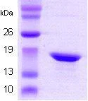 SDS-PAGE - Recombinant Human Alpha B Crystallin protein (AB48779)