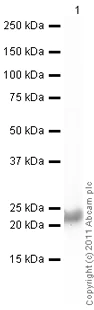 Western blot - Recombinant Human Alpha B Crystallin protein (Tag Free) (AB48779)