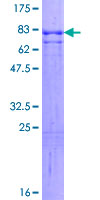 SDS-PAGE - Recombinant Human alpha Internexin protein (GST tag N-Terminus) (AB160346)
