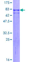 SDS-PAGE - Recombinant Human alpha Internexin protein (GST tag N-Terminus) (AB160346)