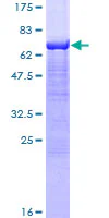 SDS-PAGE - Recombinant Human alpha Sarcoglycan protein (GST tag N-Terminus) (AB132339)
