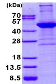 SDS-PAGE - Recombinant Human alpha smooth muscle Actin protein (His tag N-Terminus) (AB134555)