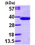 SDS-PAGE - Recombinant Human Alpha SNAP protein (His tag N-Terminus) (AB100963)