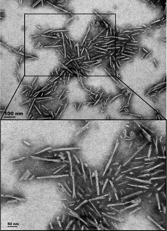 Electron Microscopy - Recombinant Human Alpha-synuclein (mutated A53T) protein aggregate Type 1 (Active) (AB256150)