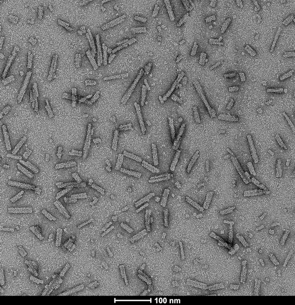 Electron Microscopy - Recombinant Human Alpha-synuclein (mutated A53T) protein aggregate Type 1 (Active) (Tag Free) (AB256150)