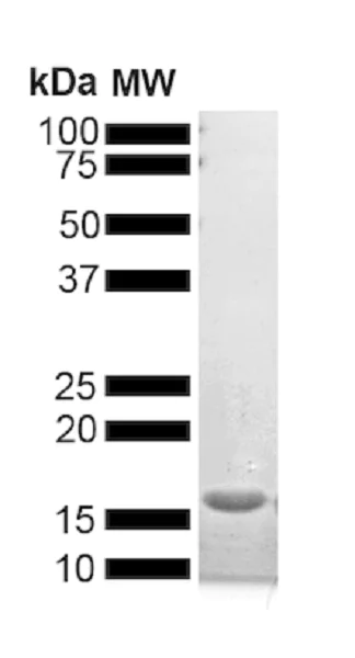 SDS-PAGE - Recombinant human Alpha-synuclein (mutated A53T) protein monomer Type 1 (Active) (AB256149)