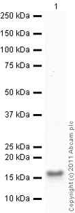 Western blot - Recombinant Human Alpha-synuclein protein (AB51189)