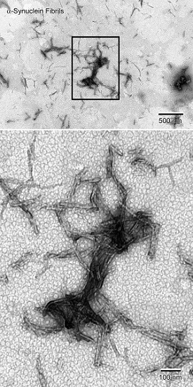 Electron Microscopy - Recombinant Human Alpha-synuclein protein aggregate (Active) (AB218819), expandable thumbnail
