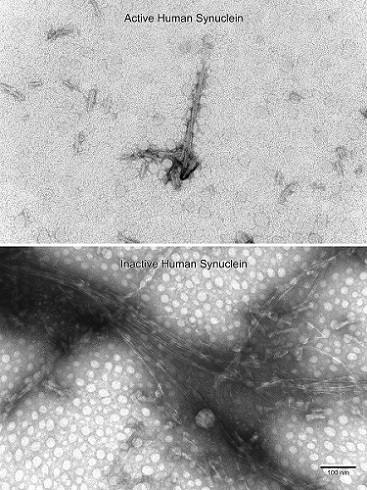 Electron Microscopy - Recombinant Human Alpha-synuclein protein aggregate (Active) (ab218819), expandable thumbnail