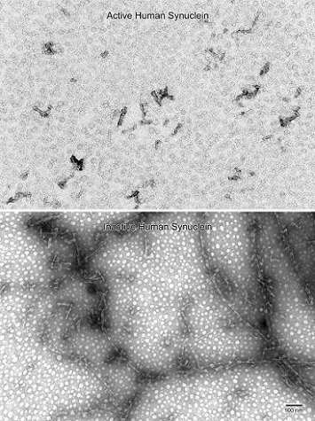 Electron Microscopy - Recombinant Human Alpha-synuclein protein aggregate (Active) (ab218819), expandable thumbnail