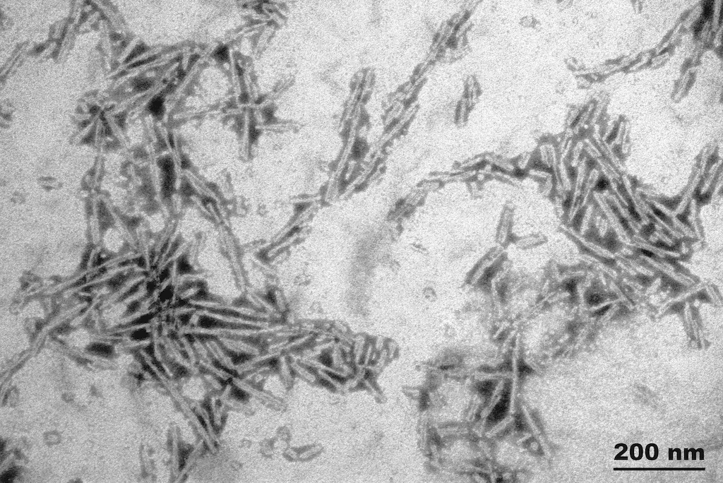 Electron Microscopy - Recombinant Human Alpha-synuclein protein aggregate (Active) (ab218819), expandable thumbnail