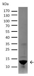 SDS-PAGE - Recombinant Human Alpha-synuclein protein aggregate (Active) (AB218819), expandable thumbnail