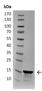 SDS-PAGE - Recombinant Human Alpha-synuclein protein aggregate (Type 2) (AB218817)