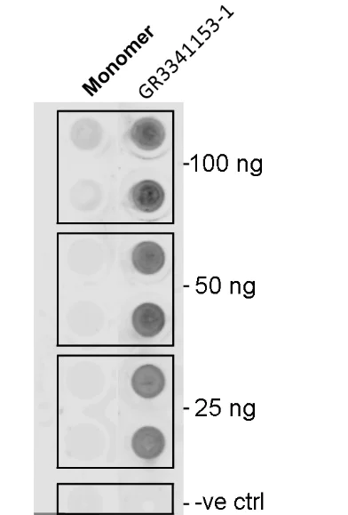 Dot Blot - Recombinant human Alpha-Synuclein protein filament (AB254309)