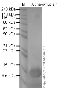SDS-PAGE - Recombinant human Alpha-Synuclein protein filament (AB254309)