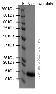 SDS-PAGE - Recombinant human Alpha-Synuclein protein monomer (AB254310), expandable thumbnail