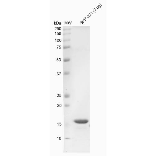 SDS-PAGE - Recombinant Human Alpha-synuclein protein monomer (Active) (AB218818), expandable thumbnail
