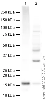 Western blot - Recombinant Human Alpha-synuclein protein (Tag Free) (AB51189)