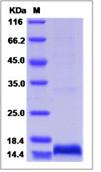 SDS-PAGE - Recombinant Human ALR/HPO protein (His tag) (AB276645)
