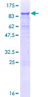 SDS-PAGE - Recombinant Human AMBN protein (GST tag N-Terminus) (AB116972)