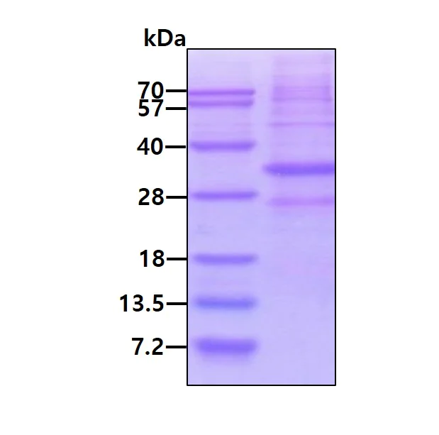 SDS-PAGE - Recombinant Human AMD1 protein (His tag N-Terminus) (AB128442)
