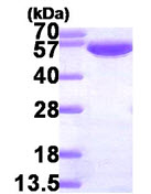 SDS-PAGE - Recombinant Human AMF protein (AB87625), expandable thumbnail