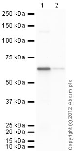 Western blot - Recombinant Human AMF protein (AB87625), expandable thumbnail