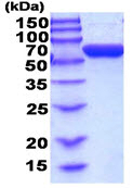 Recombinant human AMF protein (Bioactivity Validated)