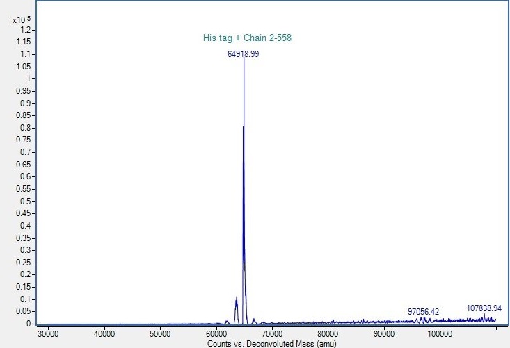 Mass Spectrometry - Recombinant human AMF protein (His tag) (AB318251), expandable thumbnail