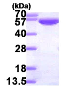SDS-PAGE - Recombinant Human AMF protein (His tag N-Terminus) (AB87625)