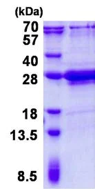 SDS-PAGE - Recombinant Human AMG protein (His tag N-Terminus) (AB139212)