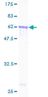 Recombinant Human AMID protein