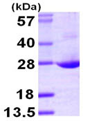 SDS-PAGE - Recombinant Human Amino-terminal enhancer of split/AES protein (AB104756), expandable thumbnail
