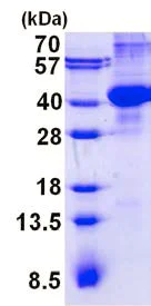 SDS-PAGE - Recombinant Human AMN protein (AB139248)