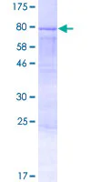 SDS-PAGE - Recombinant Human AMOTL2 protein (GST tag N-Terminus) (AB132654)