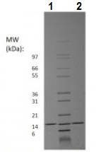 SDS-PAGE - Recombinant human Amphiregulin protein (Active) (AB229600), expandable thumbnail