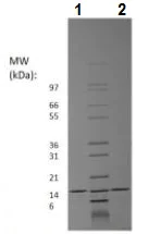SDS-PAGE - Recombinant human Amphiregulin protein (Active) (AB229600)