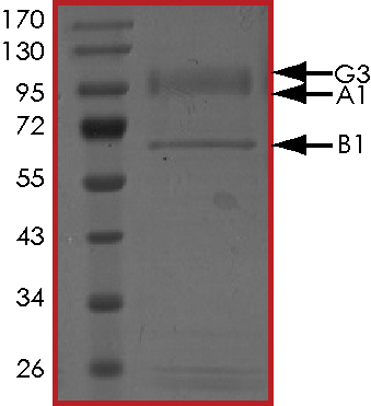 SDS-PAGE - Recombinant human AMPK alpha 1 + AMPK beta 1 + PRKAG3 protein (Active) (AB268334), expandable thumbnail