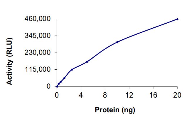 Recombinant human AMPK alpha 1 + AMPK beta 1 + PRKAG3 protein (Active)