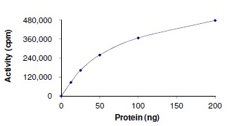 Recombinant human AMPK alpha 1 + AMPK beta 2 + AMPK gamma 3 protein (Active)
