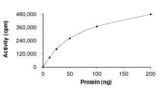 Functional Studies - Recombinant human AMPK alpha 1 + AMPK beta 2 + AMPK gamma 3 protein (Active) (AB184885)