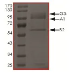 SDS-PAGE - Recombinant human AMPK alpha 1 + AMPK beta 2 + AMPK gamma 3 protein (Active) (AB184885)