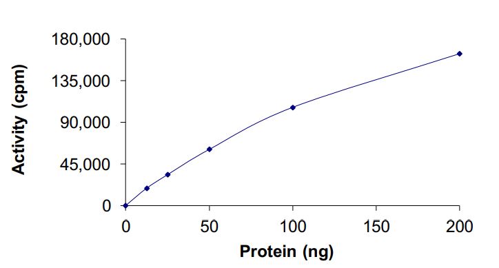 Functional Studies - Recombinant human AMPK alpha 1 + AMPK gamma 1 + AMPK beta 2/PRKAB2 protein (Active) (AB268336), expandable thumbnail
