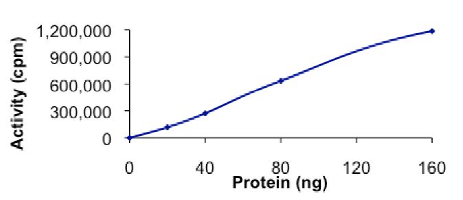 Recombinant human AMPK alpha 2 + AMPK beta 1 + AMPK gamma 1 protein (Active)