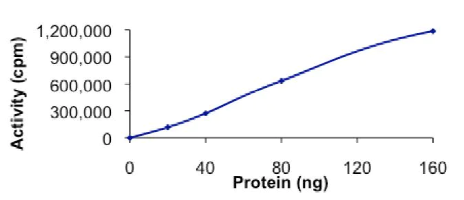 Functional Studies - Recombinant human AMPK alpha 2 + AMPK beta 1 + AMPK gamma 1 protein (Active) (AB268338)
