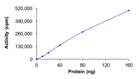 Functional Studies - Recombinant human AMPK alpha 2 + beta 1 + gamma 2 protein (AB185258), expandable thumbnail