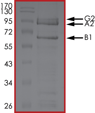 SDS-PAGE - Recombinant human AMPK alpha 2 + beta 1 + gamma 2 protein (AB185258), expandable thumbnail
