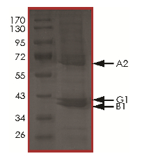 Recombinant Human AMPK alpha 2+AMPK beta 1+AMPK gamma 1 protein